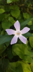 Vinca difformis