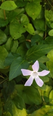 Vinca difformis