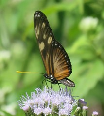 Eueides procula asidia