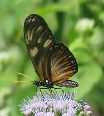 Eueides procula asidia