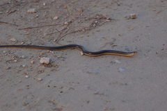 Ophisaurus ventralis image
