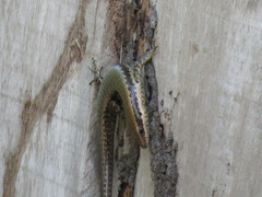 Copeoglossum nigropunctatum