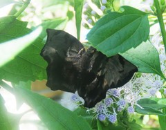 Achlyodini