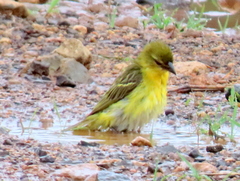 Ploceus cucullatus spilonotus