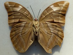 Archaeoprepona demophoon