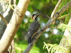 Colaptes melanochloros