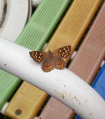 Aricoris indistincta