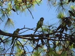 Myiopsitta monachus