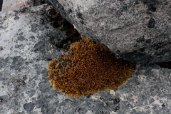 Grimmia ovalis