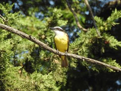 Pitangus sulphuratus