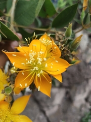 Mentzelia arborescens