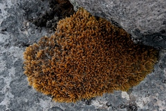 Grimmia ovalis