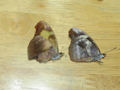 Catonephele mexicana