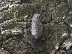 Quesada gigas