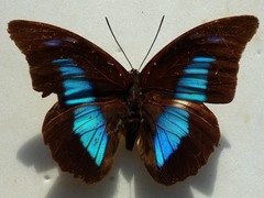 Prepona laertes octavia