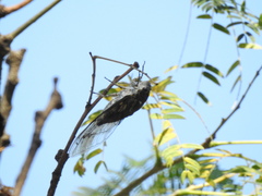 Quesada gigas