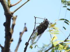 Quesada gigas