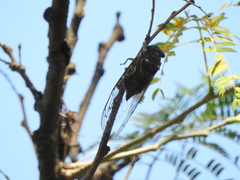 Quesada gigas