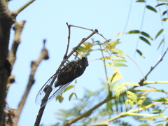 Quesada gigas