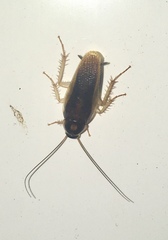 Ischnoptera bilunata