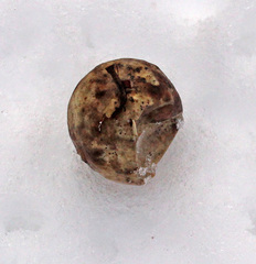 Amphibolips quercusinanis