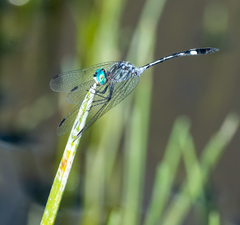 Micrathyria ocellata