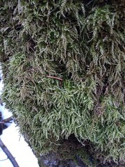 Eurhynchium angustirete