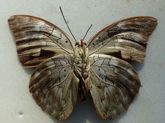 Prepona laertes octavia