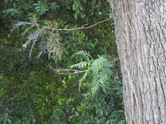 Grevillea robusta