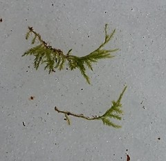 Eurhynchium angustirete