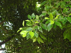 Angiospermae