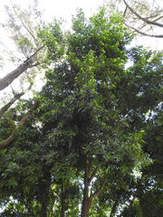 Angiospermae