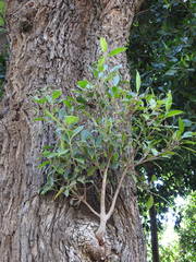 Angiospermae