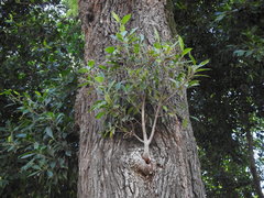 Angiospermae