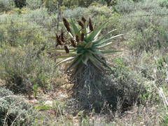 Aloe ferox