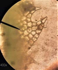 Fuscocephaloziopsis lunulifolia