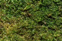 Fuscocephaloziopsis lunulifolia