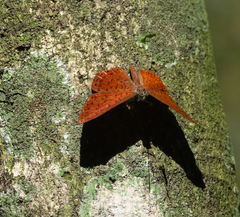 Metacharis ptolomaeus