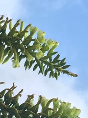 Puya aequatorialis