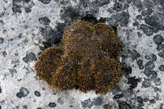 Grimmia ovalis