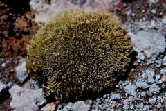 Grimmia ovalis