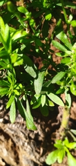 Asteraceae