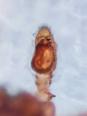 Trachelas minor
