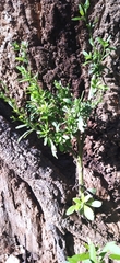 Asteraceae