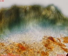 Odontotrema