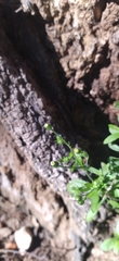 Asteraceae
