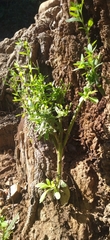 Asteraceae