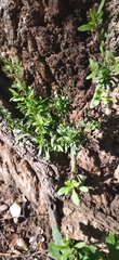 Asteraceae