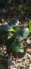 Arisarum vulgare