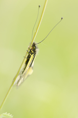 Libelloides coccajus